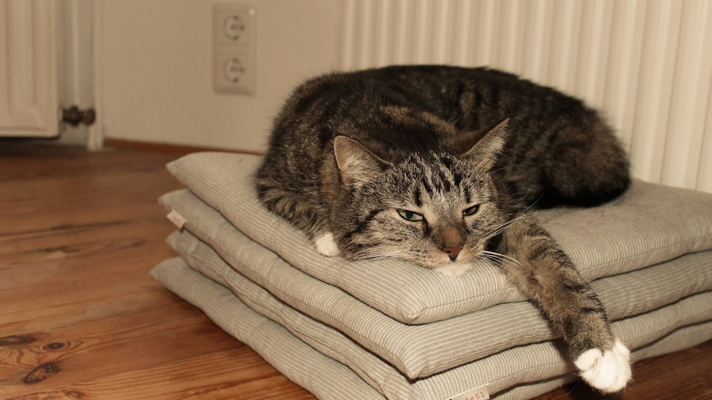 Katzen schlafen immer? Stimmt nicht. Aber sie schlafen ziemlich oft.