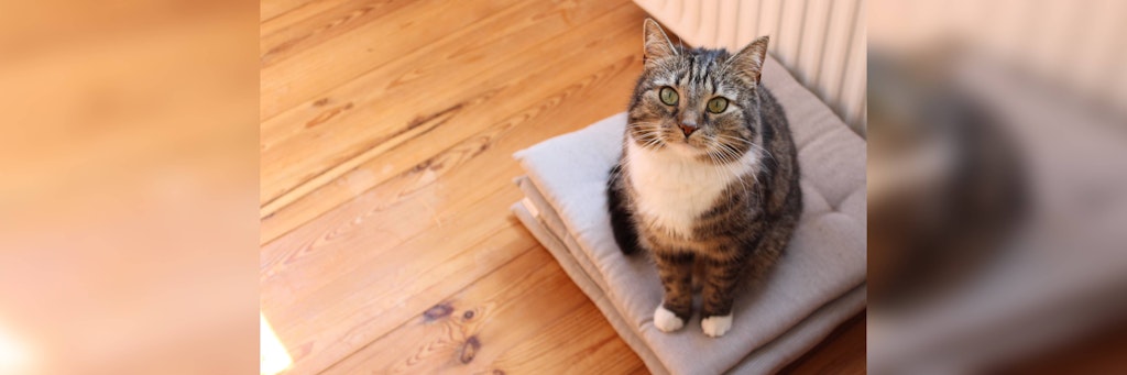 Eine Katze sitzt auf einem Stapel Kissen.