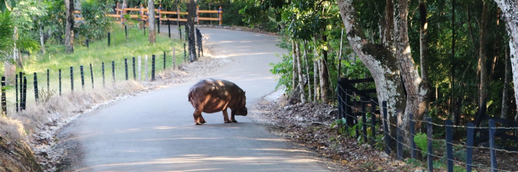 Ein Nilpferd steht auf einer Straße der Hacienda Napoles, das Anwesen des Drogenbarons Pablo Escobar.