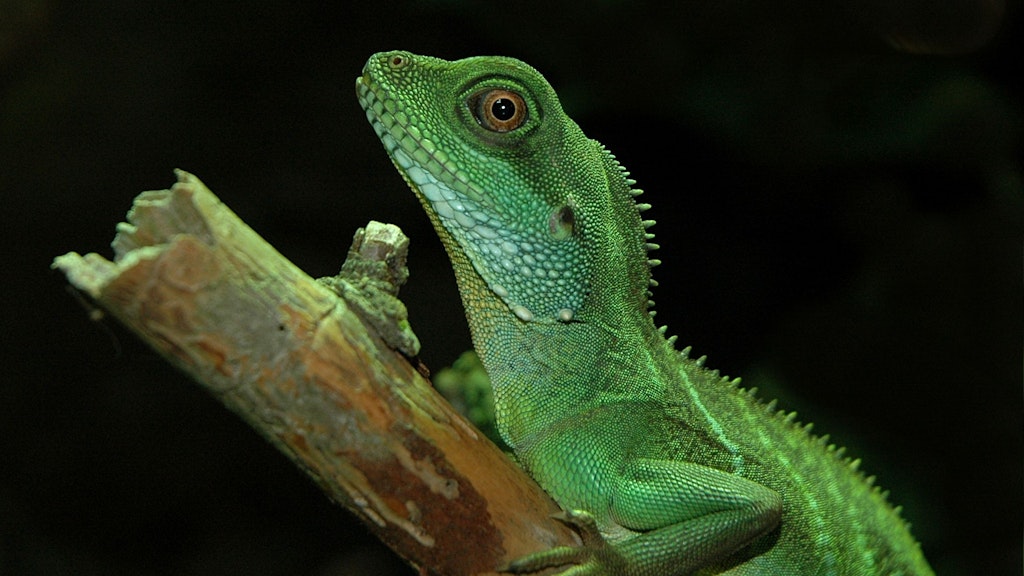 Eine Grüne Wasseragame steht auf einem Stück Holz.