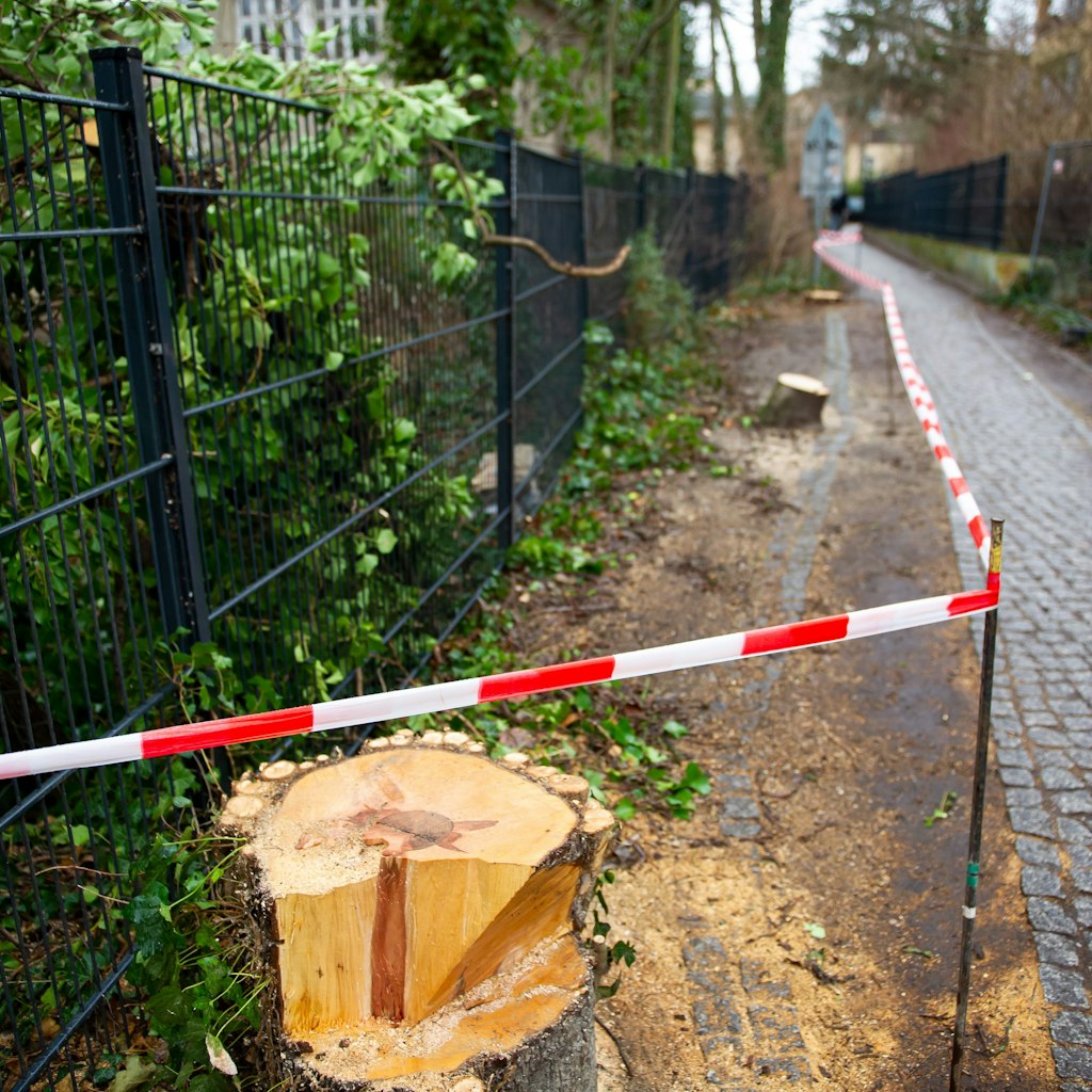 Platz schaffen für einen neuen Weg. Gesunde Bäume musste dem neuen Konzept für den Pankower Park weichen. Nicht alle halten das für zwingend erforderlich.