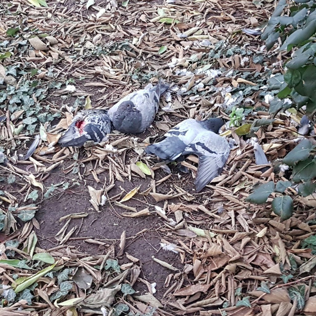 Seit längerer Zeit tauchen immer wieder verendete Vögel auf.
