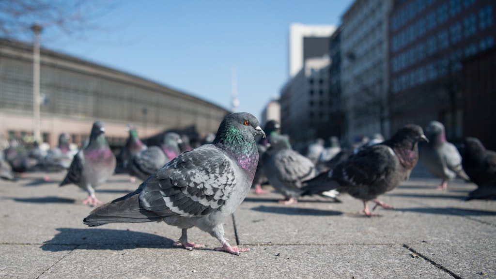 Nicht jeder mag Tauben – doch die Vögel nähern sich den Menschen nur, weil sie Futter suchen.