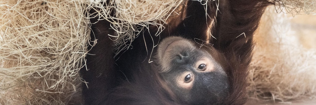 Ein Orang-Utan im Dresdner Zoo.