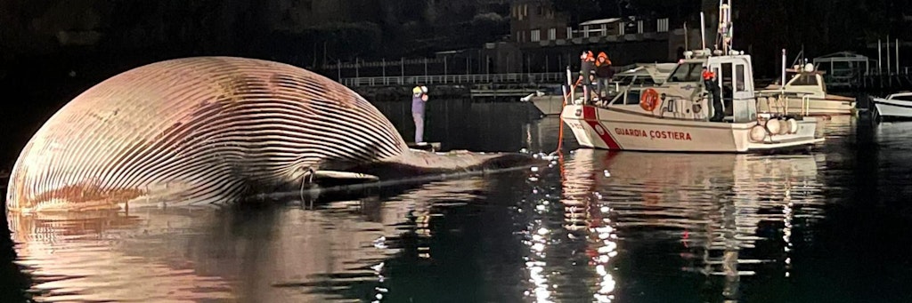 Es wurde bereits ein toter Wal am Hafen von Sorrent entdeckt.