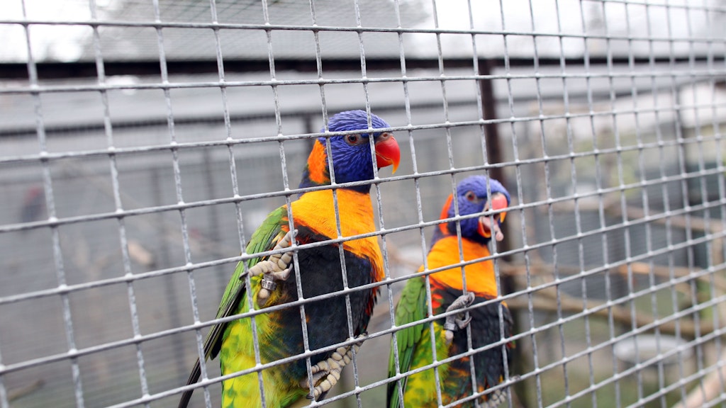 Viele exotische Vögel leben im Park, darunter diese Allfarbloris.