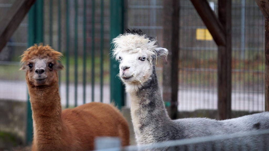 Auch die Alpakas merken, dass im Moment keine Besucher in den Park kommen.