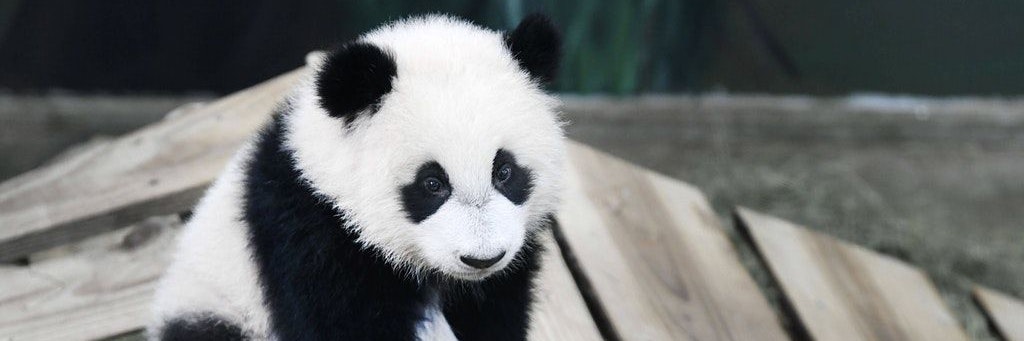 Panda-Baby im Zoo