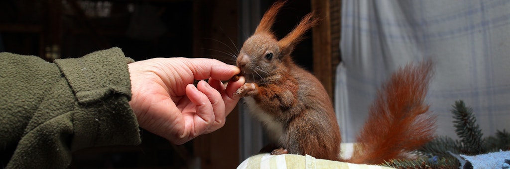 Die Eichhörnchen kommen oft unterkühlt, ausgehungert und krank in die Not-Station.