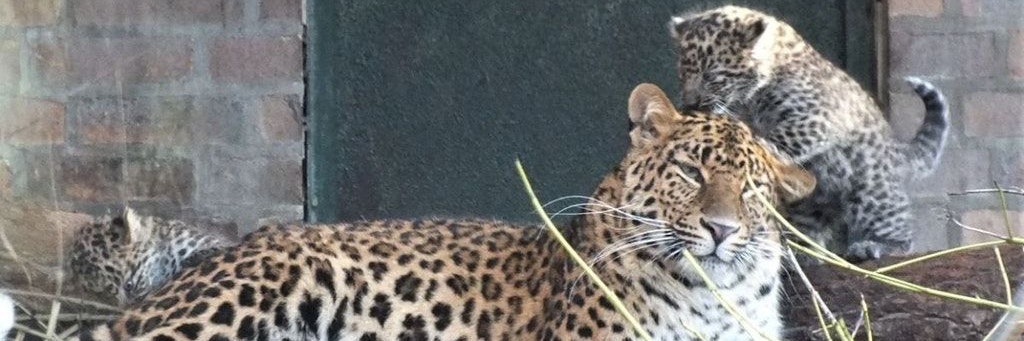 Verspielt: Die beiden Jungtiere mit ihrer Mutter.