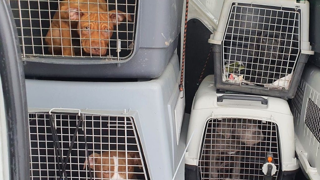 Die Hunde mussten zusammengepfercht in ihren Transportboxen hocken.