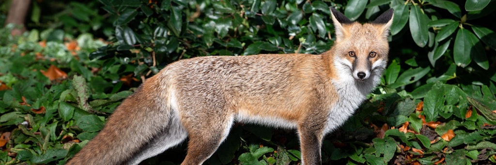 Der Fuchs des Bellevue-Gartens hat nun einen Namen: Er heißt Theo.