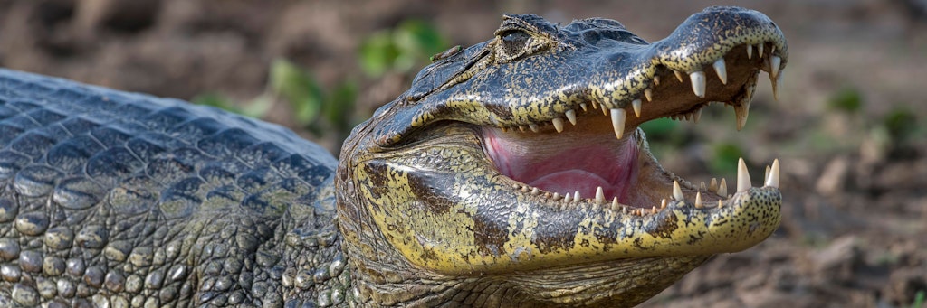 Krokodil mit geöffnetem Maul am Ufer (Symbolbild).