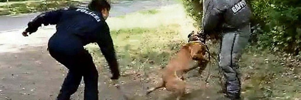 Die beiden Polizistinnen schlagen mit Stöcken mit voller Wucht auf das Tier ein.