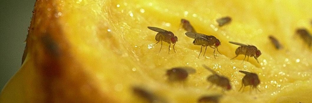 Sie sind super-lästig und vermehren sich gefühlt bei jedem Wimpernschlag: Obstfliegen!