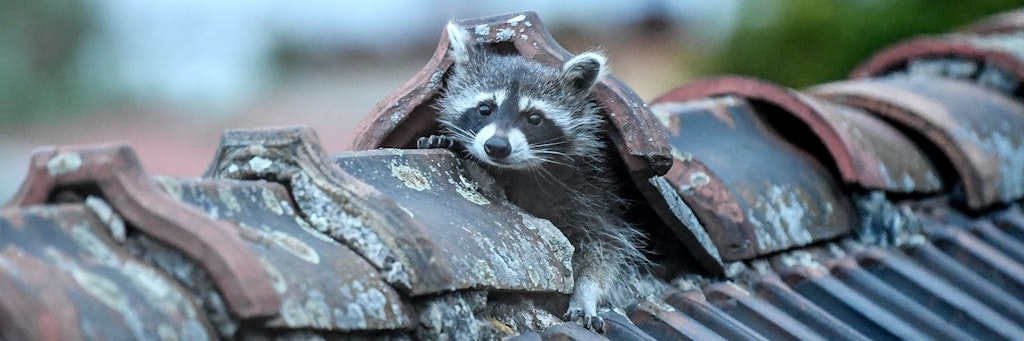 Ein Waschbär krabbelt aus seinem Versteck auf einem Berliner Dach. 