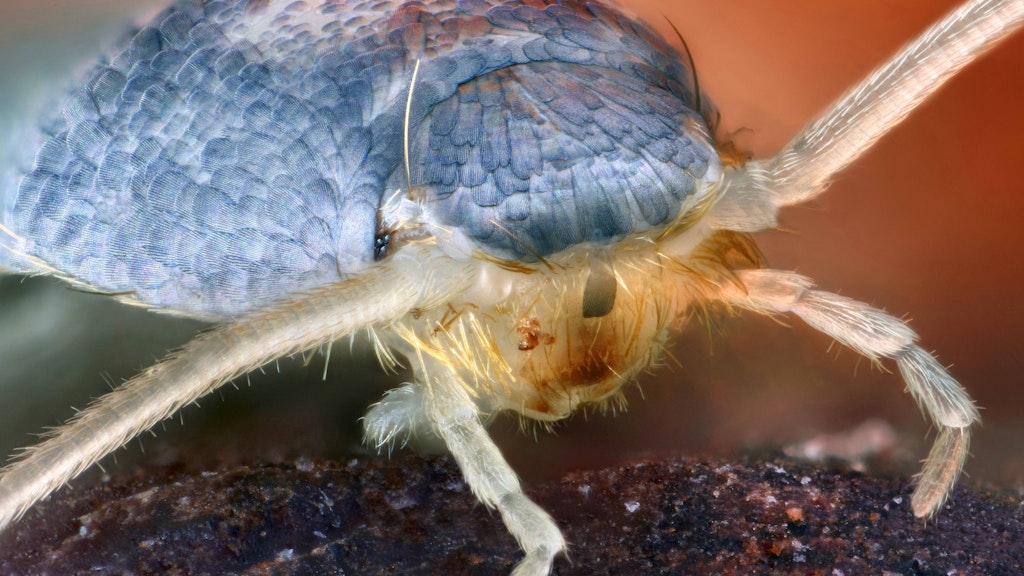 Silberfische sind nützliche Tierchen. Im Bad möchte man sie trotzdem nicht haben.