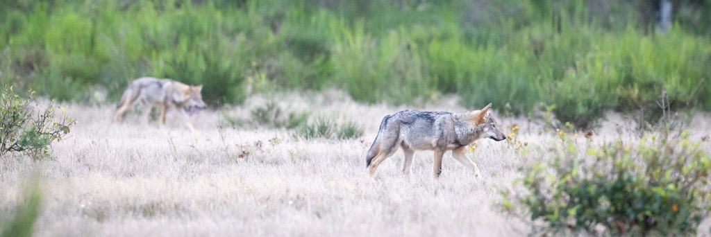 Zwei Wolfswelpen streifen durch die Kernzone der Döberitzer Heide. In der Döberitzer Heide hat sich ein Rudel Wölfe angesiedelt. Zurzeit leben hier zwei Alttiere mit vier Welpen.