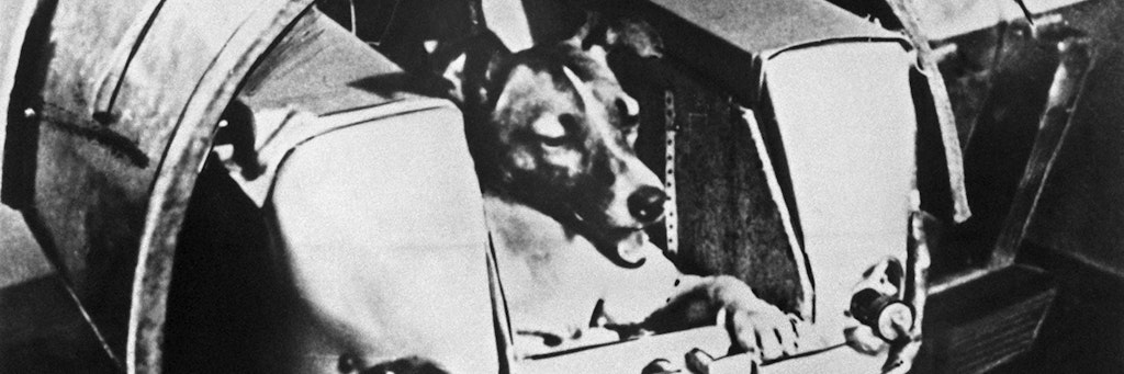 Die damals zweijährige Mischlingshündin „Laika“ bei Tests in einer der Druckkabine.