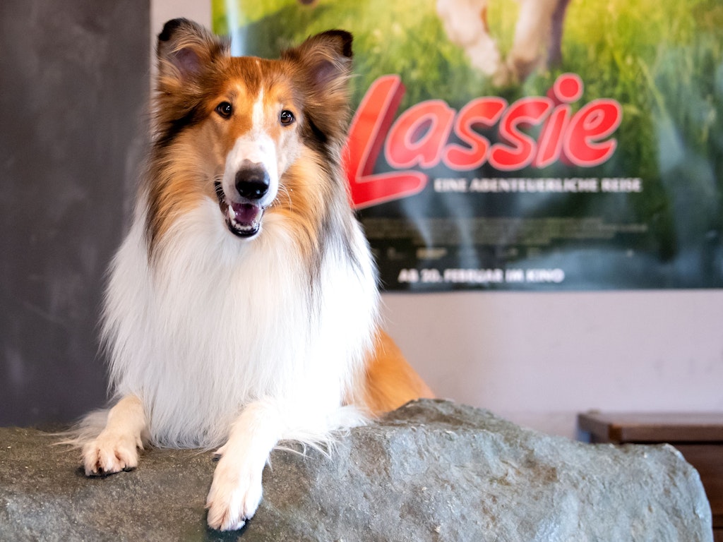 Filmhund Bandit, aufgenommen auf der Film-Tier-Ranch. Bandit spielt im Kinofilm „Lassie – eine abenteuerliche Reise“ Lassie. 