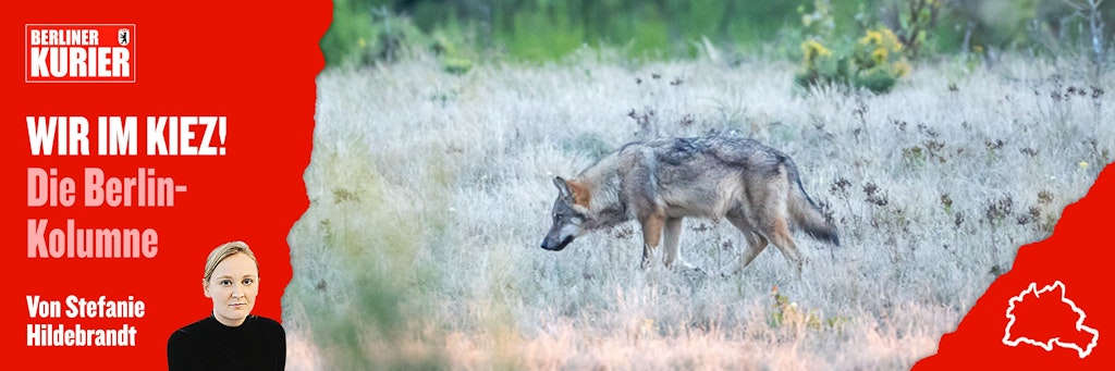 Ein Wolf streift durch die Kernzone der Döberitzer Heide.
