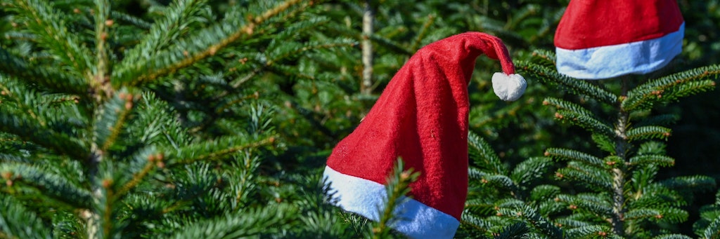 Weihnachtsmannmützen stecken auf den Spitzen von Nordmanntannen auf dem Gelände vom Werderaner Tannenhof. Es wird schon wieder geschlagen.