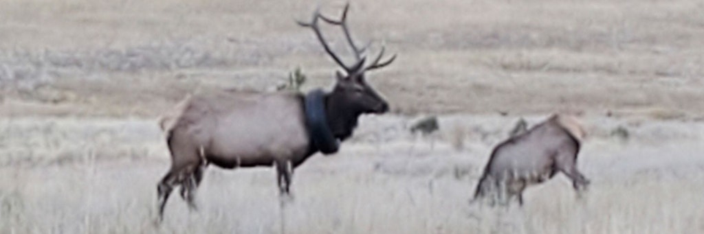 Wapiti-Hirsch, der seit mindestens zwei Jahren mit einem Autoreifen um den Hals durch die Berge wandert und nun endlich von dem Reifen befreit wurde.