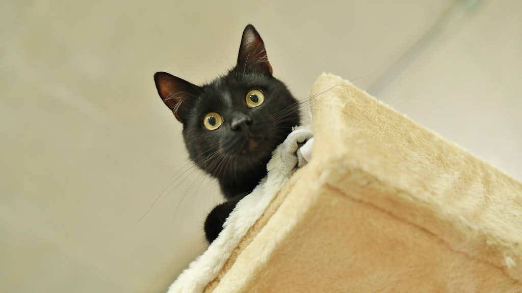 Kater Hannibal ist zutraulich und verschmust, kämpft aber leider mit gesundheitlichen Problemen.