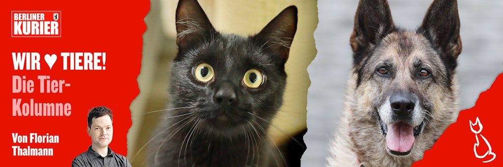 Kater Hannibal und Hündin Tinga sind zwei ganz bezaubernde Tiere - doch bisher konnten sie kein neues Zuhause finden.