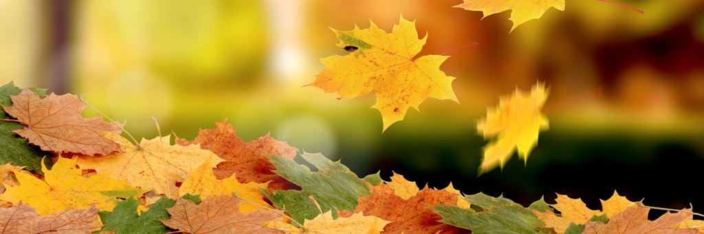 Wenn im Herbst Pflanzen an kürzeren Tagen weniger grünes Chlorophyll produzieren, verfärben sich die Blätter bunt – und fallen letztlich ab. 