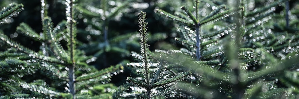 Nordmanntannen sind die beliebtesten Weihnachtsbäume der Deutschen. 