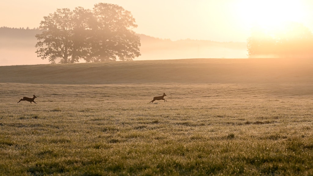 Vor allem im Morgengrauen ist Vorsicht geboten: Dann sind die Rehe noch auf Feldern unterwegs.
