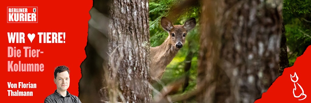 Rehe sind wunderschöne Tiere - deshalb sollten Autofahrer vor allem an Waldrändern den Fuß vom Gas nehmen.