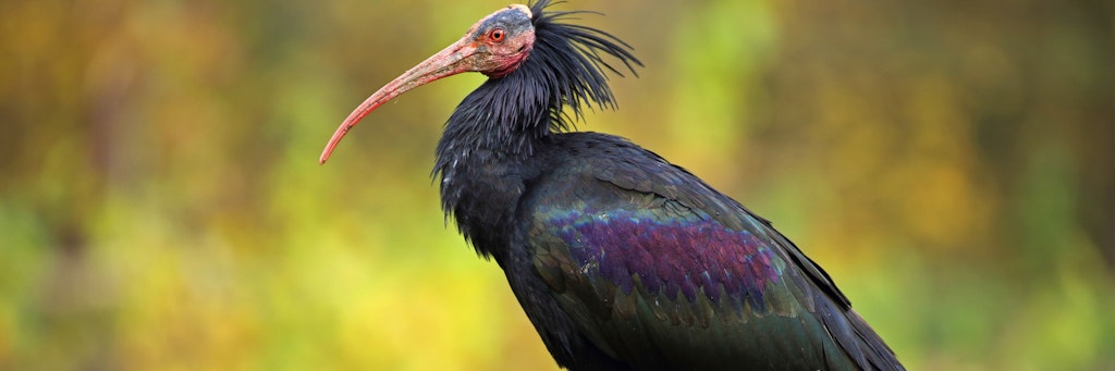 Waldrapp - diesen fast ausgestorbenen Vogel siedelt der Tierpark Berlin in Spanien wieder in freier Wildbahn an.