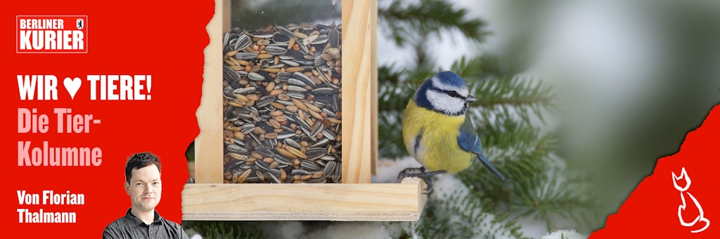 Vögel füttern im Herbst und im Winter: Oft lockt das auch Blaumeisen an.