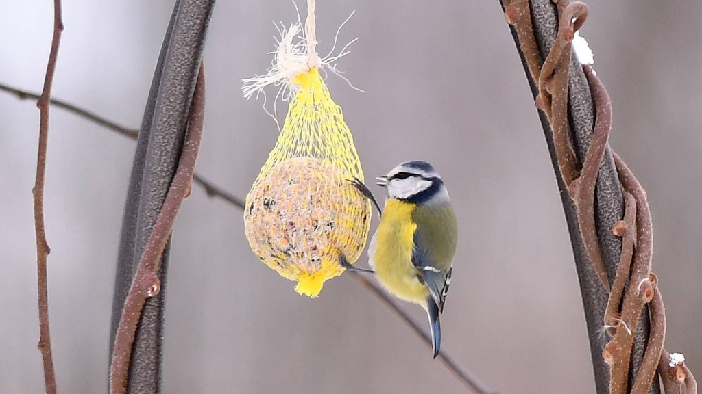 Die Fütterung von Vögeln wird vor allem im Winter empfohlen. Aber: Die Tiere können sich in den Plastik-Netzen von Meisenknödeln verheddern, deshalb lieber Streu-Futter verwenden. 