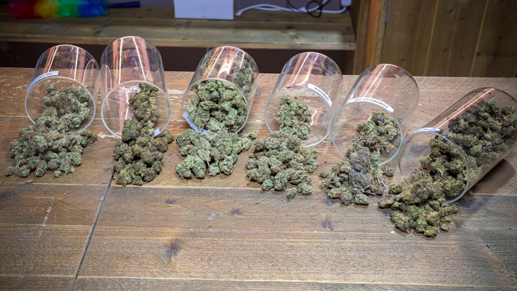 Cannabis-Blüten liegen auf einem Tisch. Ist der Handel in Deutschland bald legal?