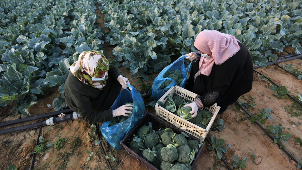 Frauen ernten im Gaza-Streifen Brokkoli.