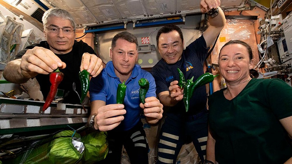 Megan McArthur (r.) und drei Kollegen werden am Sonntag von der ISS zurückkehren. Sie züchteten Chili im All.