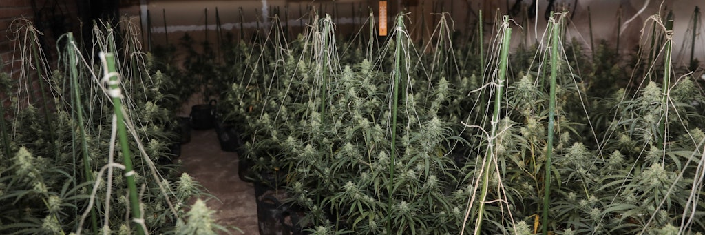 In sämtlichen Räumen des ehemaligen Hotels hatten Cannabis-Pflanzen „eingecheckt“.