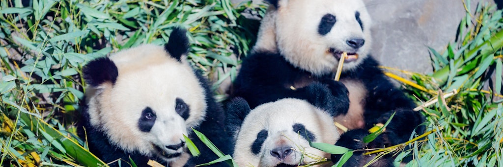 Berlin: Die Panda-Zwillinge Pit (l.) und Paule (unten) essen neben Mutter Meng Meng in ihrem Gehege im Berliner Zoo Bambus. Deutschlands einzige Pandajungen im Zoo Berlin sollen bald auf eigenen Füßen stehen. 