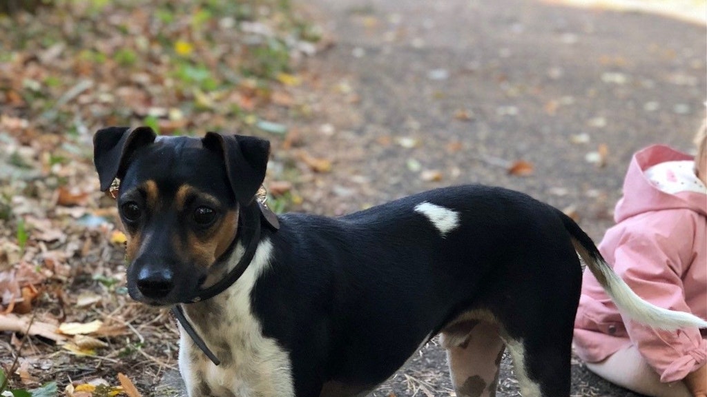 Immer wieder wurde Oskar gesichtet, zuletzt in der Pappelallee in Prenzlauer Berg. Nicht mehr weit bis nach Hause.