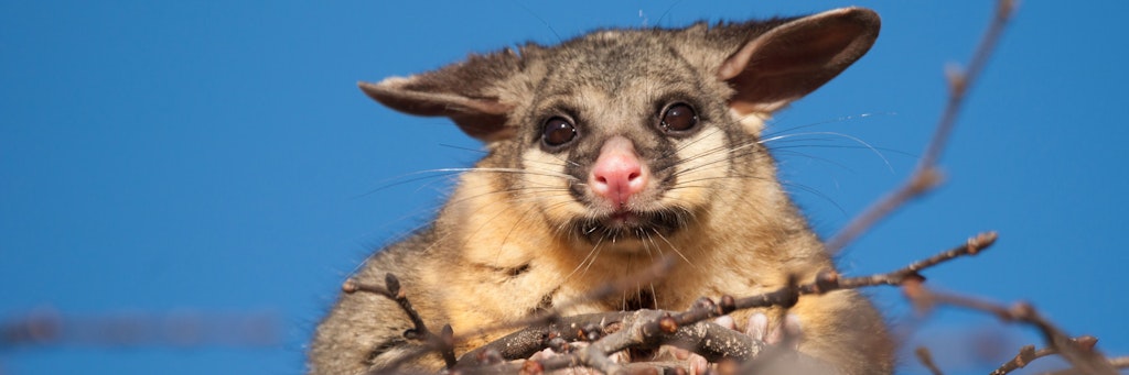 Possum (Symbolbild)