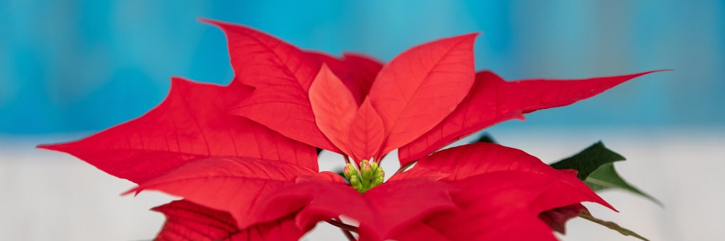 Der Weihnachtsstern in Rot passt zur Adventsstimmung. 