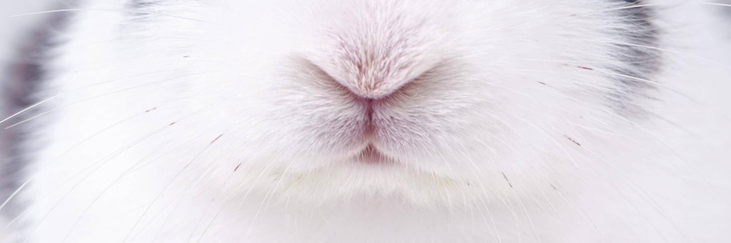 Kaninchennasen sind einfach putzig - aber das Kaninchen, das derzeit im Tierheim Bergheim lebt, verzückt die Instagram-Follower erst richtig.