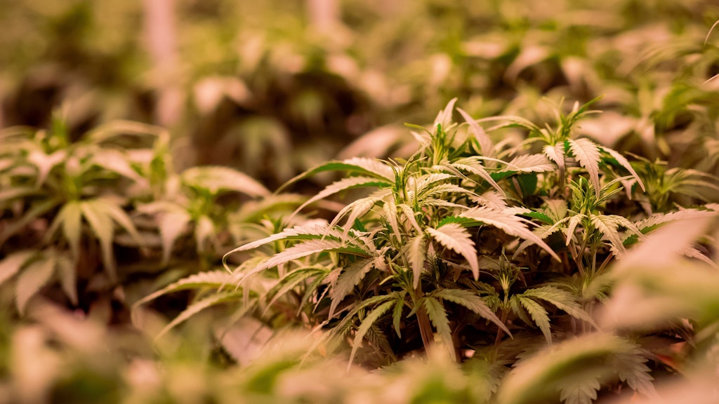 In dieser Cannabis-Plantage bei Neumünster wachsen mehrere Pflanzen.