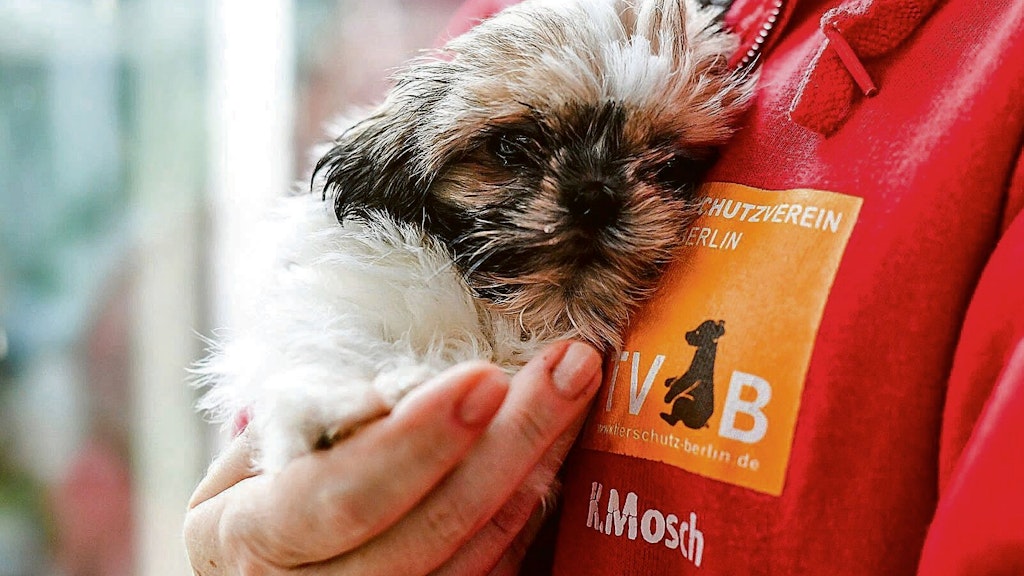 27. Dezember 2019 / Berlin / Tierheim Berlin / Ausgesetzter tiere zu Weihnachten
