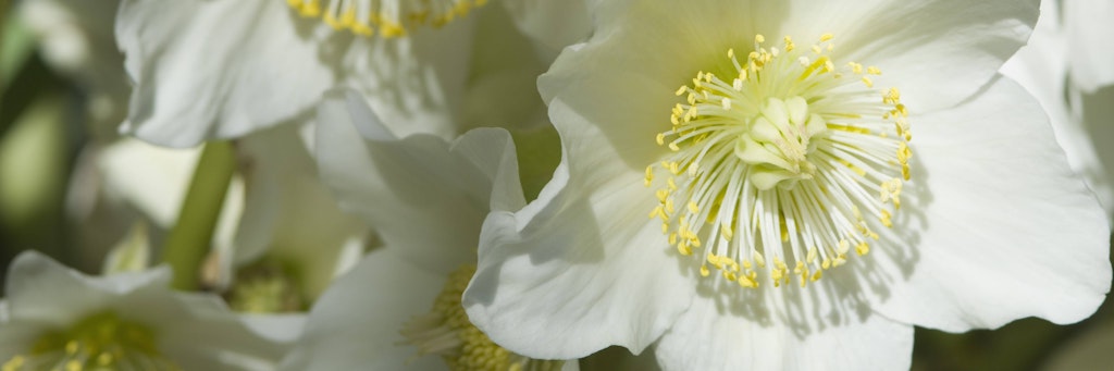 Strahlender Lichtblick in der Vorweihnachtszeit: eine klassische Christrose