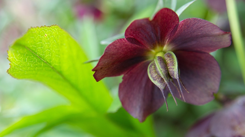 Eigentlich sind Christrosen weiß. Aber Züchtungen wie die Helleborus-Hybride Rubra erblühen auch in Farbe. 