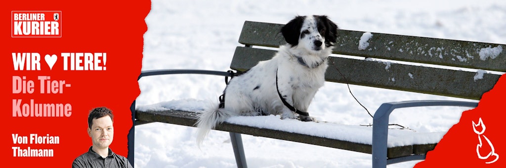 Tiere sind keine Weihnachtsgeschenke - immer wieder landen Hunde und Katzen nach dem Fest in der Kälte.